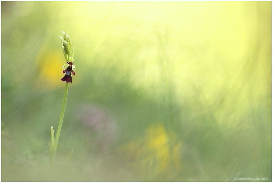 Ophrys insectifera